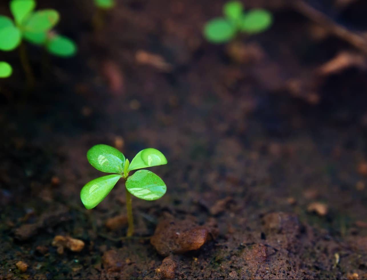 &alpha;&gamma;&rho;&omicron;&delta;&iota;ά&gamma;&nu;&omega;&sigma;&eta; &kappa;&alpha;&rho;&delta;ί&tau;&sigma;&alpha;